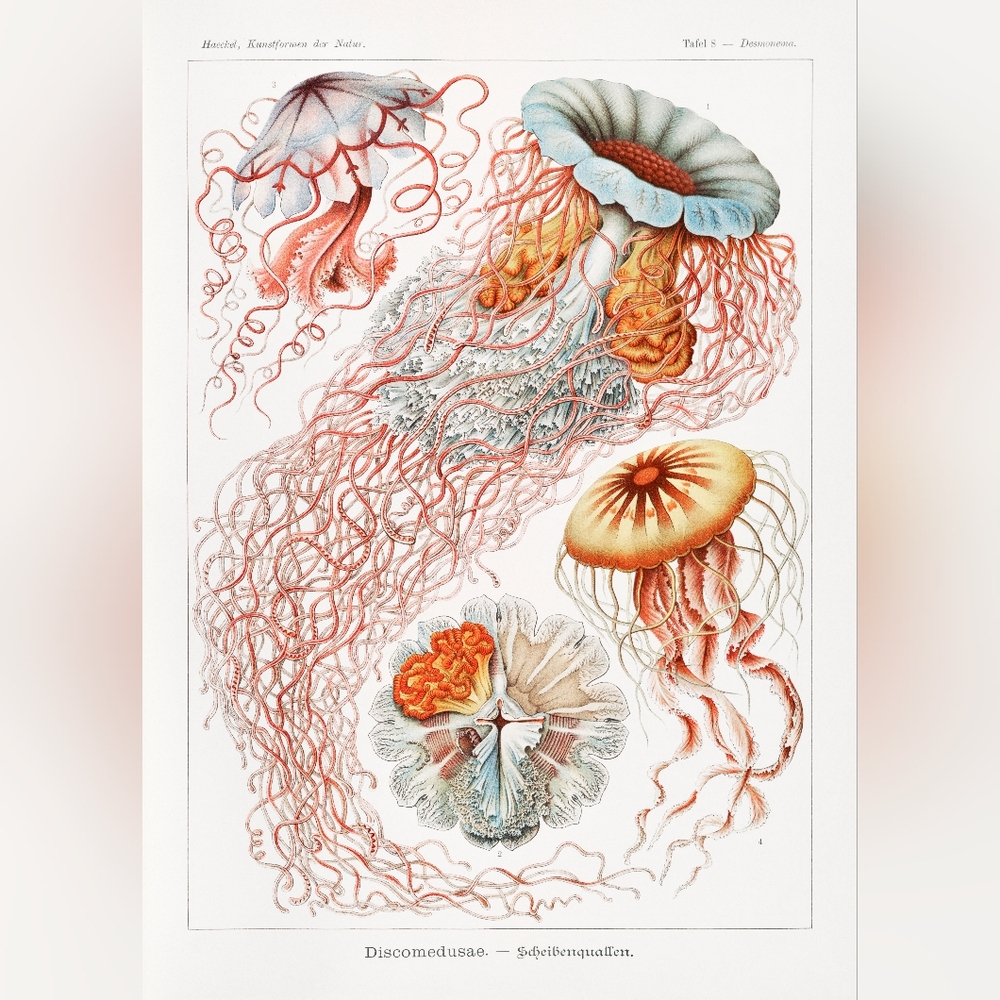 Vintage Jellyfish Art Print